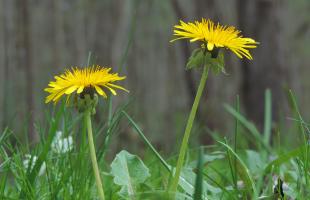 Close up of two dandelions. 