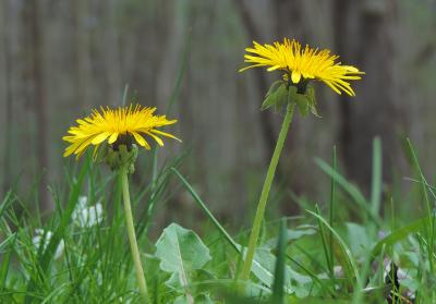 Close up of two dandelions.