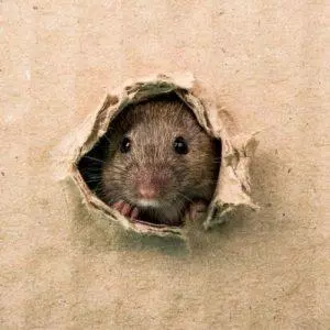Rodent Hole
