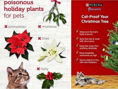 Cats & Christmas safety