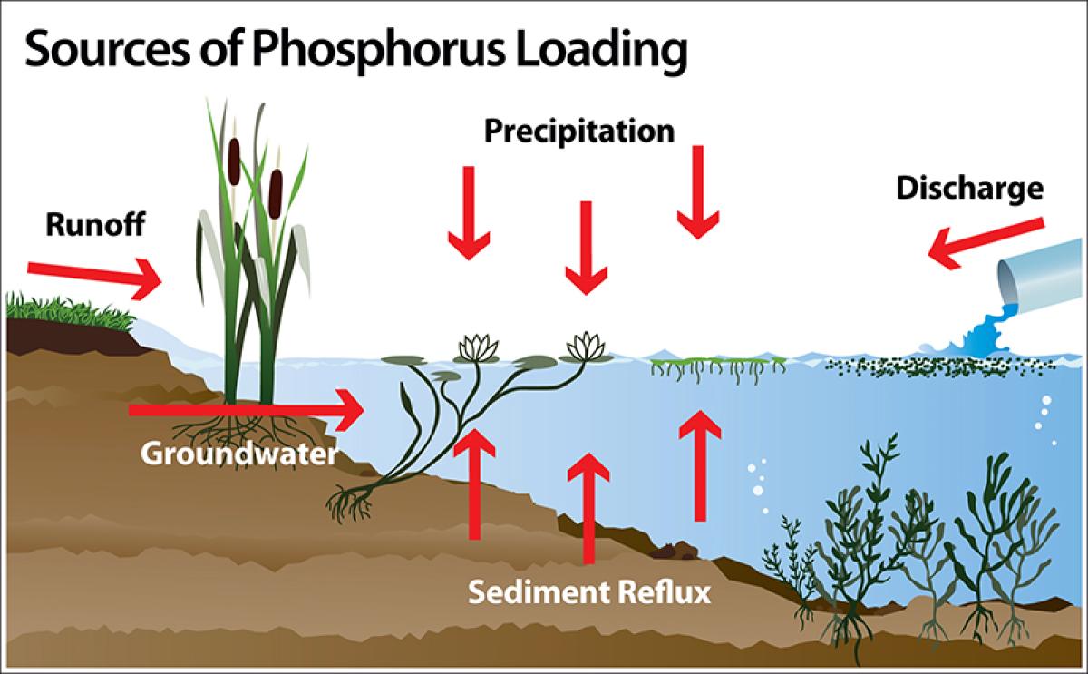 Phosphorus Shoreline