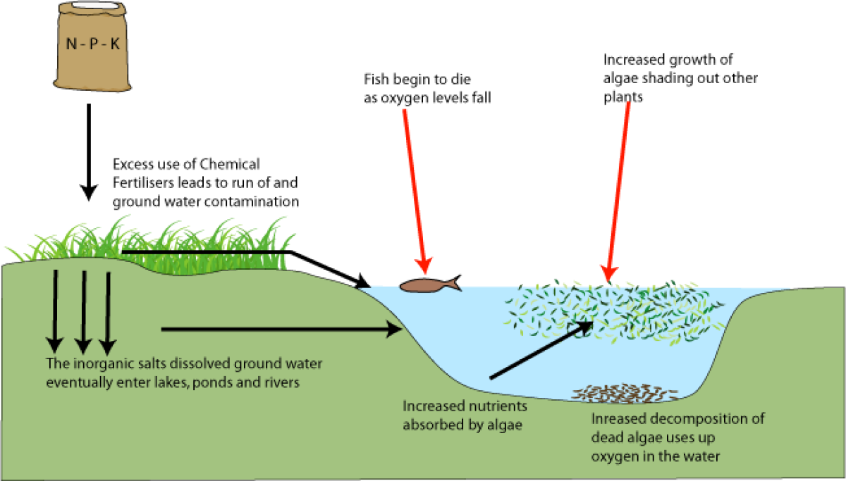 Phosphorus Shoreline